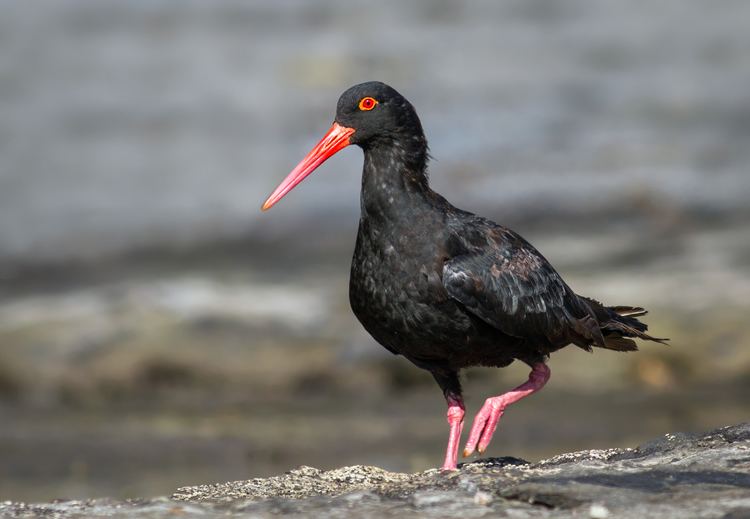 Sooty oystercatcher Sooty Oystercatcher Australian Bird Photography Bird Photos of