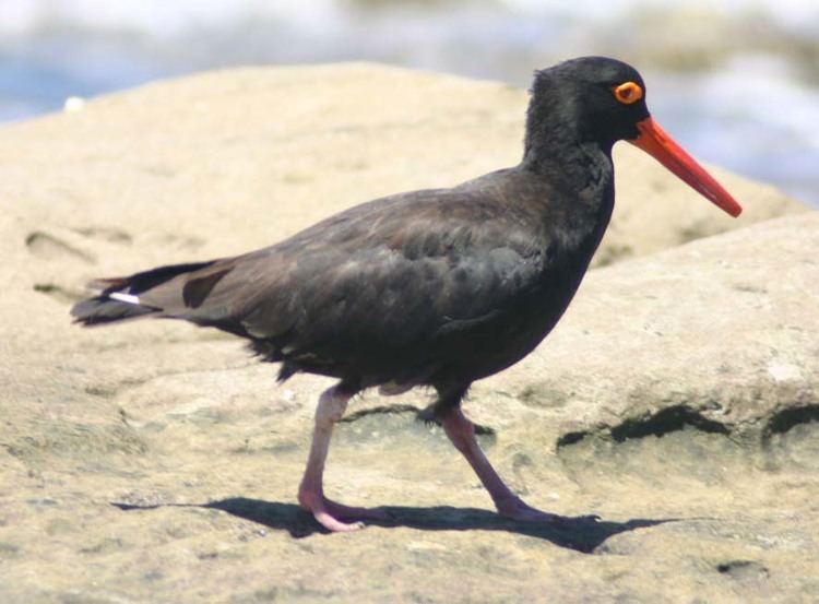 Sooty oystercatcher Queensland Wader Study Group Shorebird research and conservation