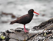 Sooty oystercatcher httpsuploadwikimediaorgwikipediacommonsthu