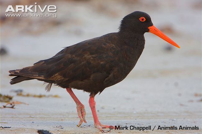 Sooty oystercatcher Sooty oystercatcher videos photos and facts Haematopus