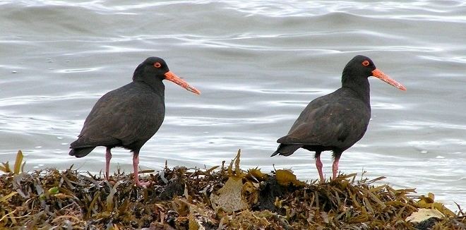 Sooty oystercatcher Sooty Oystercatcher Australian Bush Birds