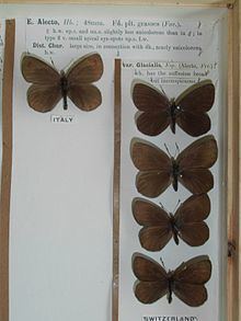 Sooty ringlet httpsuploadwikimediaorgwikipediacommonsthu