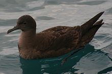 Sooty shearwater Sooty shearwater Wikipedia