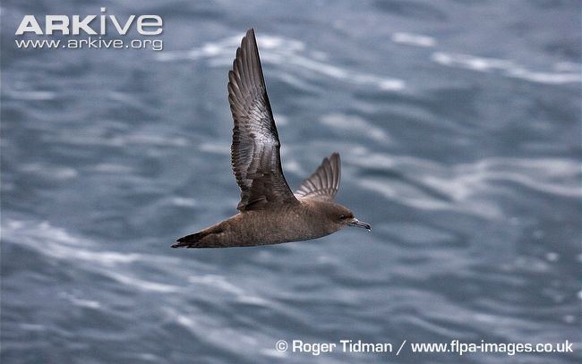 Sooty shearwater Sooty shearwater videos photos and facts Puffinus griseus ARKive