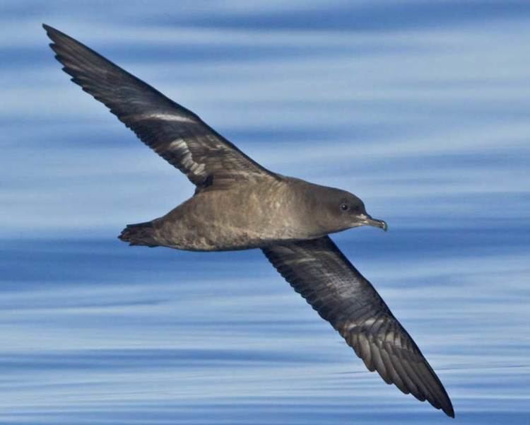 Sooty shearwater Sooty Shearwater Audubon Field Guide