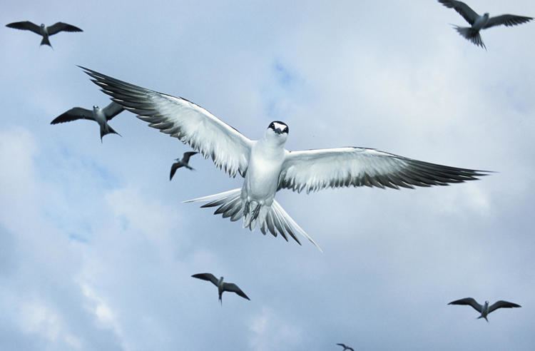 Sooty tern Sooty Tern Audubon Field Guide