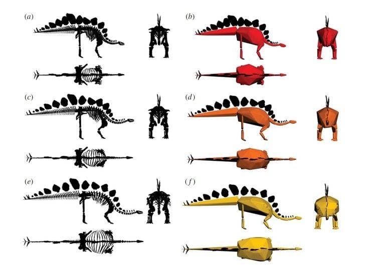Sophie the Stegosaurus Body mass estimation in fossil animals Sophie the Stegosaurus