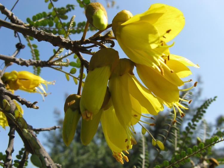 Sophora cassioides cassioides Phil Sparre