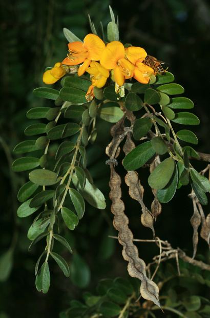 Sophora chrysophylla Sophora chrysophylla Mamane Mamani Hawaiian Plants and Tropical