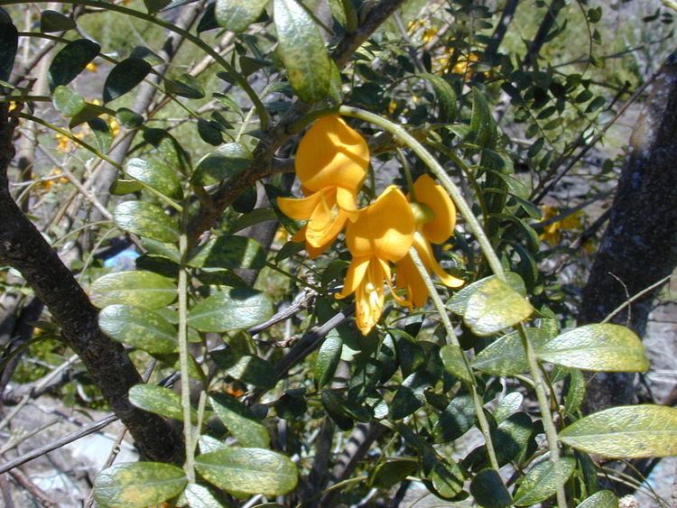 Sophora chrysophylla Sophora chrysophylla Wikipedia