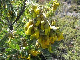 Sophora chrysophylla nativeplantshawaiieduimagesplantsSophorachry