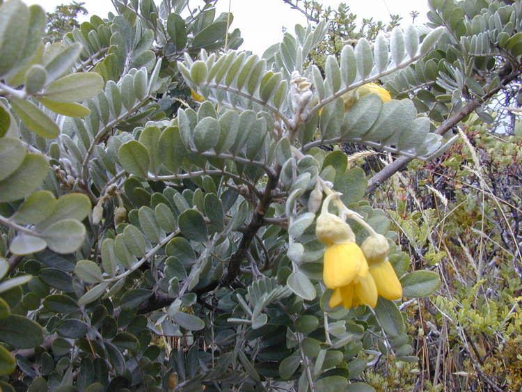 Sophora chrysophylla FileStarr 0210030085 Sophora chrysophyllajpg Wikimedia Commons