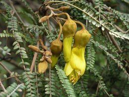 Sophora fulvida Welcome to O2 Landscapes ppsophora