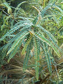 Sophora godleyi httpsuploadwikimediaorgwikipediacommonsthu