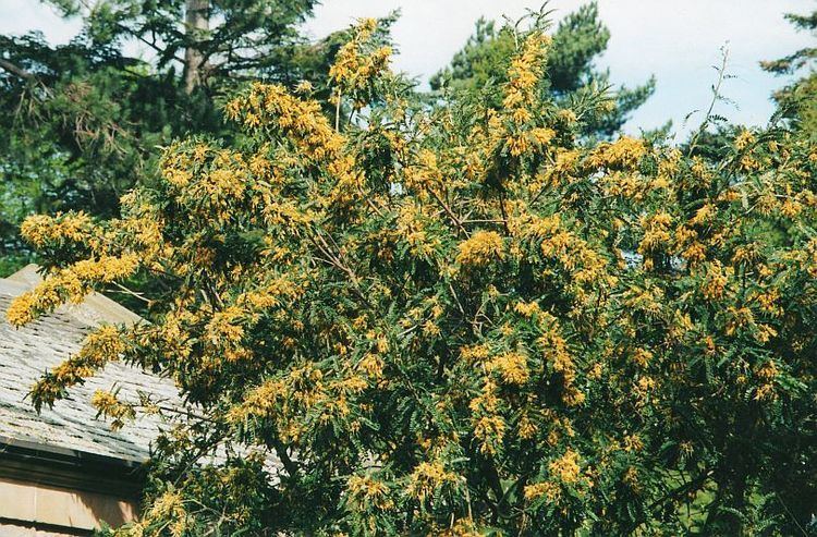 Sophora macrocarpa Sophora macrocarpa