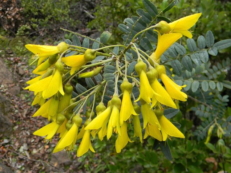 Sophora macrocarpa Mayo Sophora macrocarpa Crece entre las regiones de Coqu Flickr