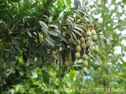 Sophora macrocarpa Description and images of Sophora macrocarpa Mayo a native
