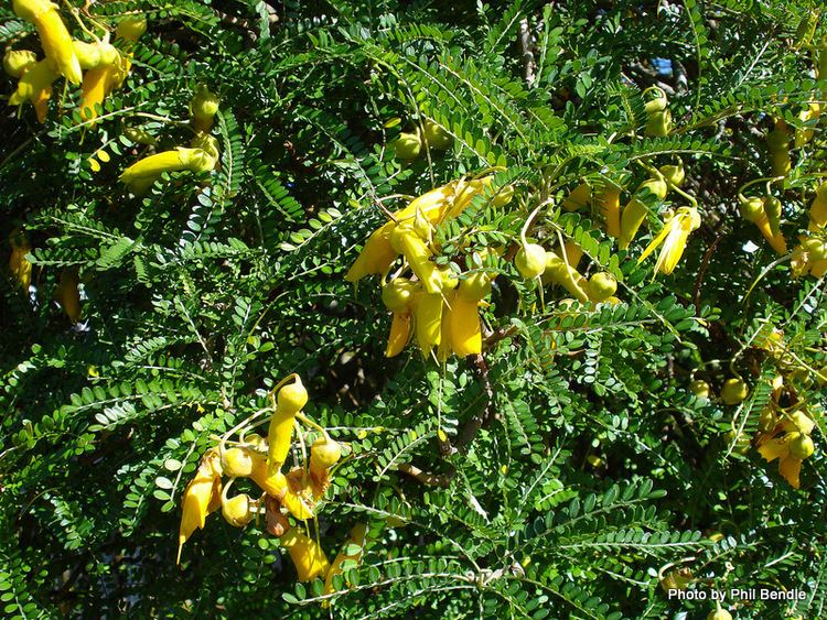 Sophora microphylla TERRAIN Taranaki Educational Resource Research Analysis