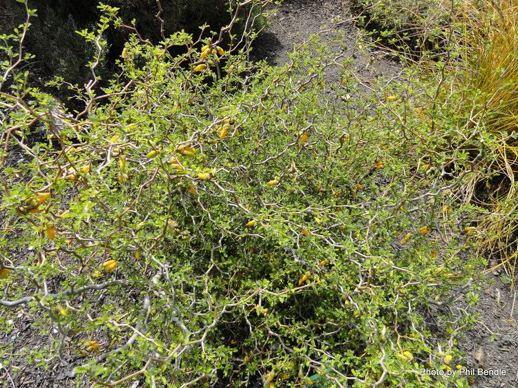 Sophora prostrata ketenewplymouthpeoplesnetworknzinfoimagefiles