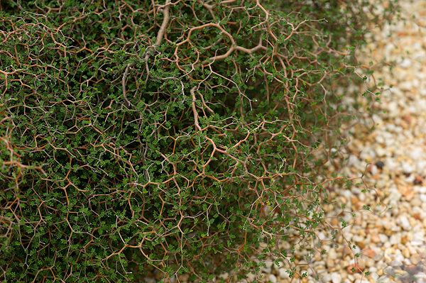 Sophora prostrata Sophora prostrata Floral and botanical image library