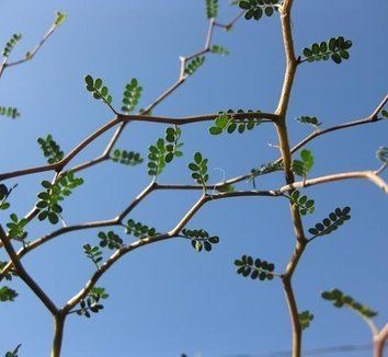 Sophora prostrata Sophora prostrata 39Little Baby39 plant lust