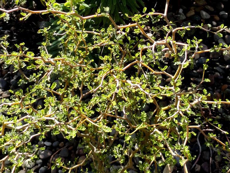 Sophora prostrata danger garden Sophora prostrata 39Little Baby39 is my favorite plant