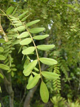 Sophora tetraptera Sophora tetraptera New Zealand Plant Conservation Network