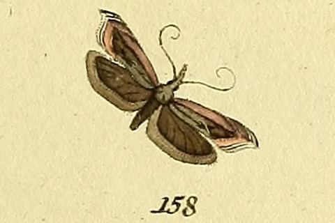 Sophronia illustrella