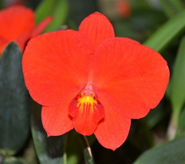 Sophronitis Sophronitis coccinea 4N presented by Orchids Limited