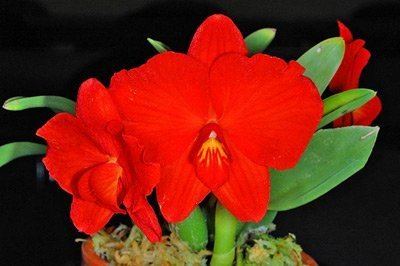 Sophronitis A tale of orchid obsessions and one orchid Sophronitis Coccinea