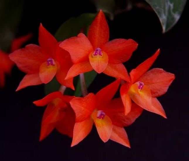 Sophronitis Sophronitis cernua presented by Orchids Limited