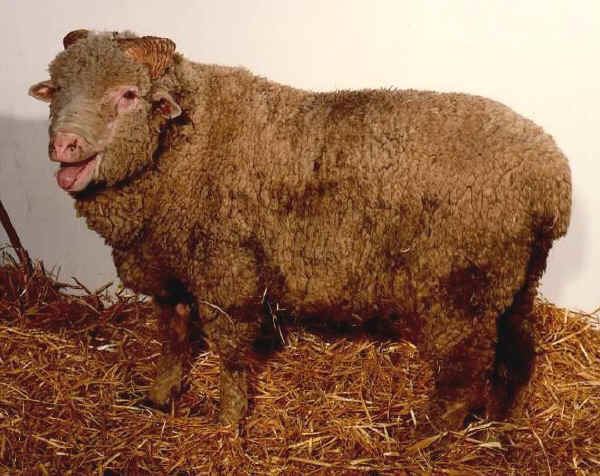 Sopravissana Italian breeds of sheep Sopravvisana