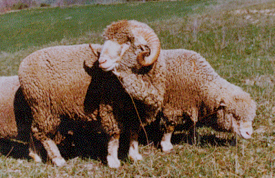 Sopravissana Improving wool quality and natural colours in the Sopravissana sheep