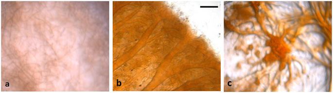 Sorangium cellulosum Extraordinary expansion of a Sorangium cellulosum genome from an