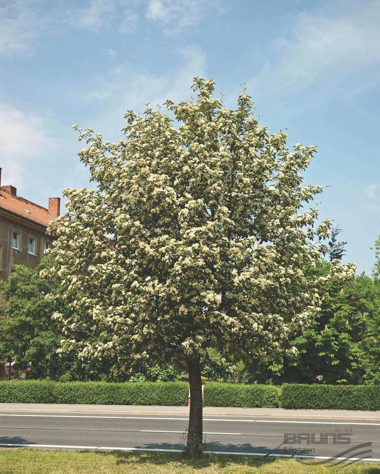 Sorbus × intermedia SORBUS intermedia EHRH PERS Swedish whitebeam Pflanzen null