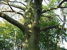 Sorbus × intermedia httpsuploadwikimediaorgwikipediacommonsthu