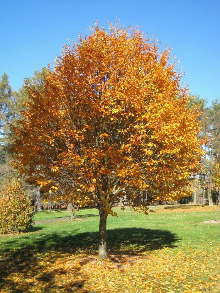 Sorbus alnifolia httpsuploadwikimediaorgwikipediacommonsaa