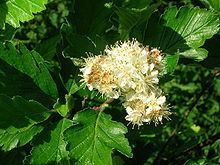 Sorbus arranensis httpsuploadwikimediaorgwikipediacommonsthu