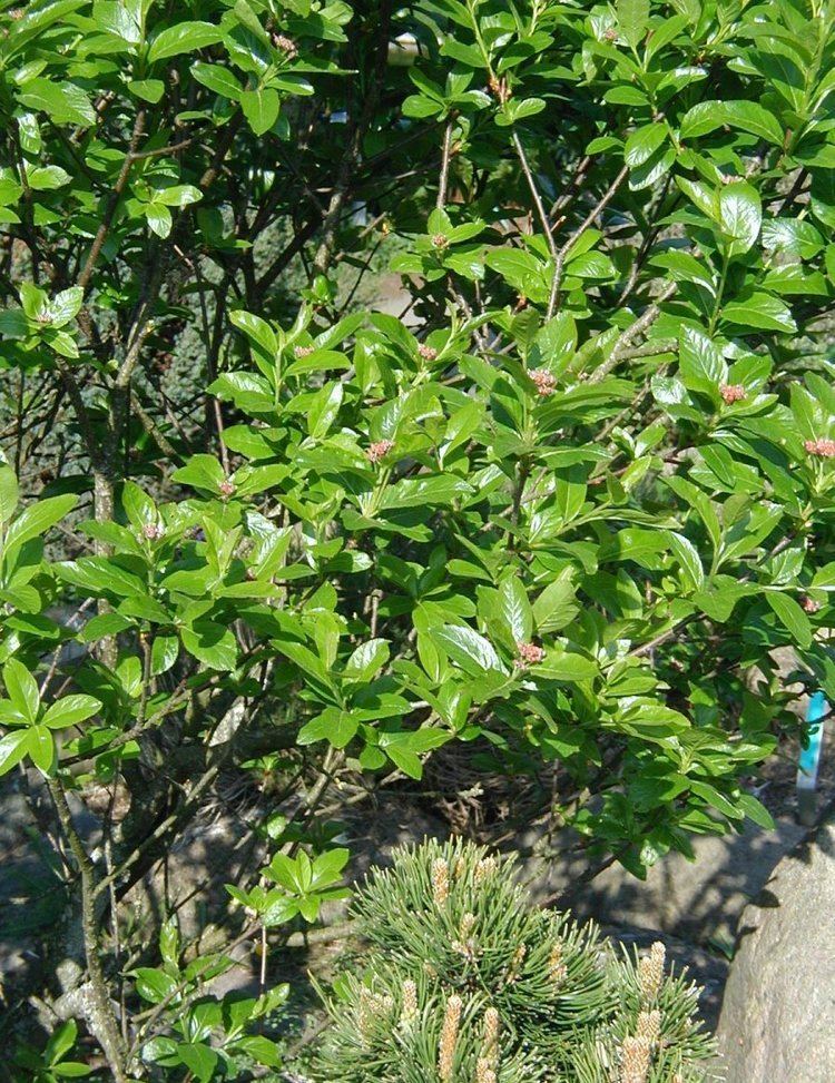 Sorbus chamaemespilus Sorbus chamaemespilus Wikipedia la enciclopedia libre