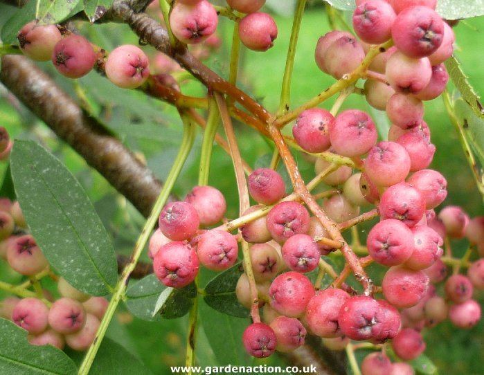 Sorbus hupehensis How to identify sorbus hupehensis