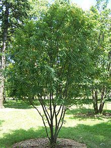 Sorbus hupehensis httpsuploadwikimediaorgwikipediacommonsthu