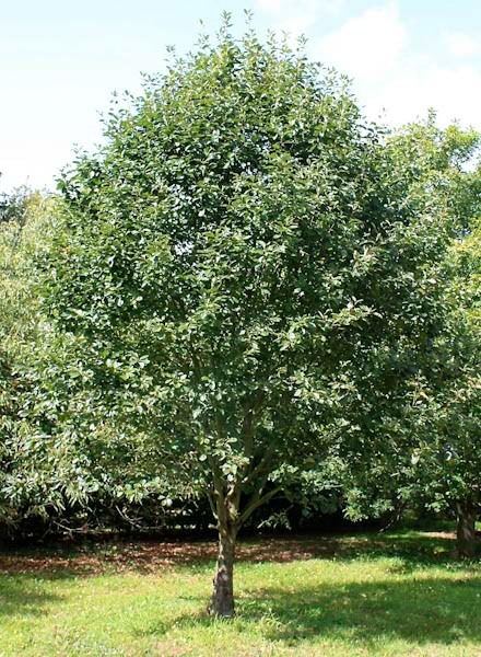 Sorbus latifolia - Alchetron, The Free Social Encyclopedia