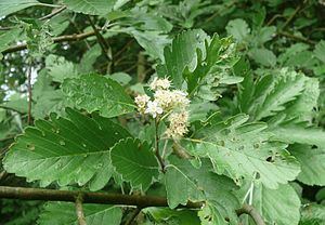 Sorbus pseudothuringiaca httpsuploadwikimediaorgwikipediacommonsthu
