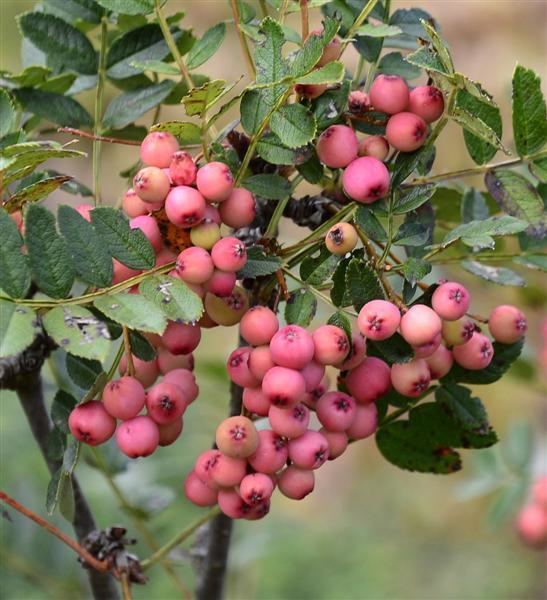 Sorbus reducta Compact rowan comes from Asia Otago Daily Times Online News