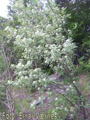 Sorbus rupicola Einars fotoherbarium Sorbus rupicola