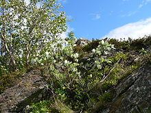 Sorbus rupicola httpsuploadwikimediaorgwikipediacommonsthu