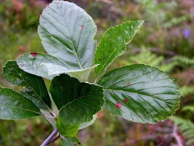 Sorbus rupicola Sorbus rupicola Biopix photoimage 14299