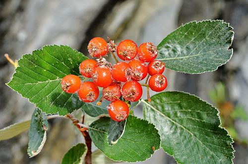 Sorbus rupicola Flickriver peraasen39s photos tagged with sorbus