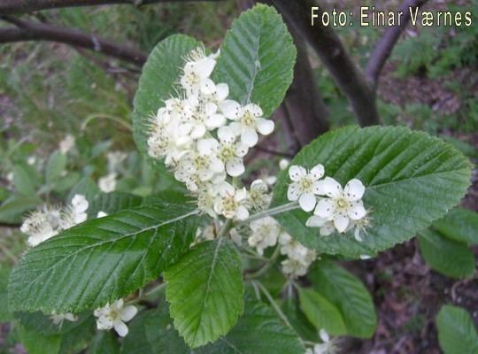 Sorbus rupicola Einars fotoherbarium Sorbus rupicola