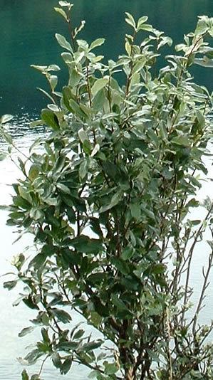 Sorbus rupicola Rock Whitebeam AKA Cliff Whitebeam Sorbus Rupicola A Tree Native